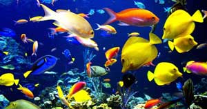 10 گونه از گرانقیمت ترین ماهی های منطقه استوایی.